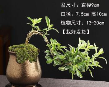 六月雪盆景如何养（六月雪的养殖方法和注意事项）