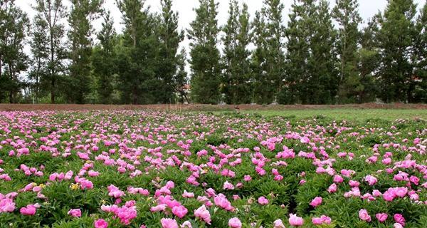 芍药花适合什么时候种植（有关芍药花栽培技术）