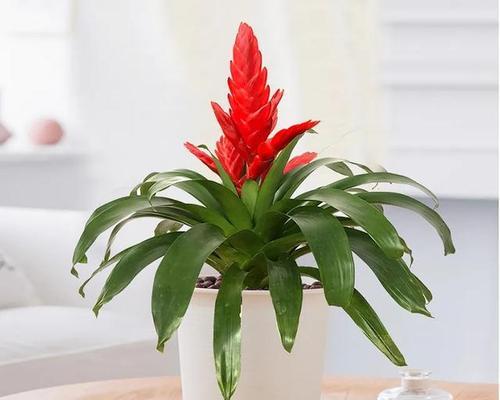 鸿运当头花如何养殖（鸿运当头花的养殖方法与技巧）