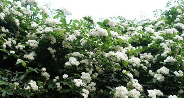荼靡花期是什么时候（有关荼靡花开放的时间）