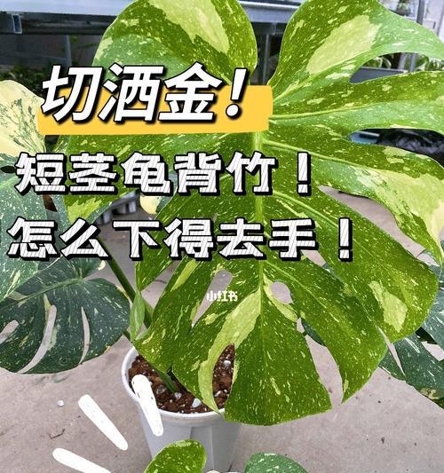 如何繁殖龟背竹（掌握关键技巧）