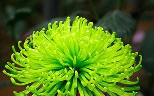 菊花都有什么品种（盘点八种常见的菊花品种）