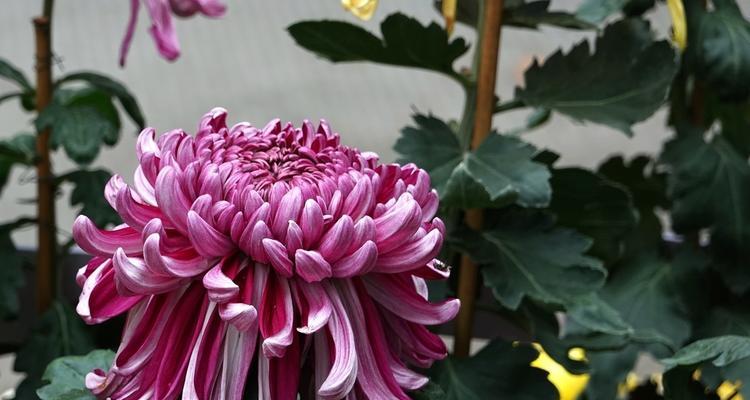 菊花都有什么品种（盘点八种常见的菊花品种）