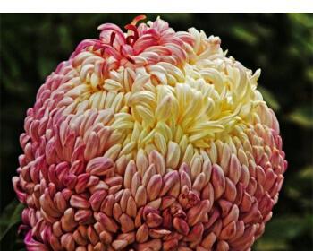 菊花都有什么品种（盘点八种常见的菊花品种）