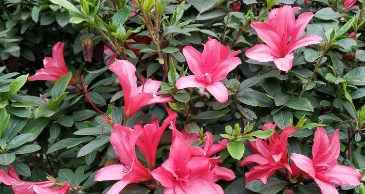 杜鹃花（以花开为证）