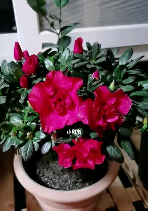 杜鹃花（以花开为证）