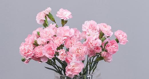 粉色康乃馨的花语（浪漫与爱意）