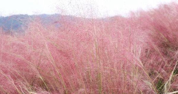粉黛乱子草（探究粉黛乱子草的花语和象征意义）