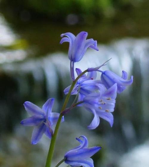 风铃草花语及其寓意（探寻风铃草的花语之美——风铃草的象征与传承）