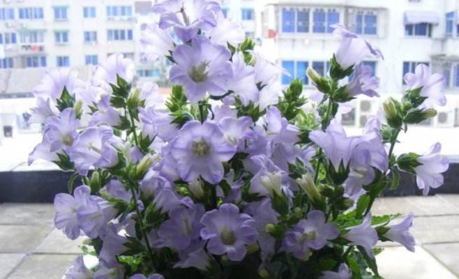 风铃草花语及其寓意（探寻风铃草的花语之美——风铃草的象征与传承）