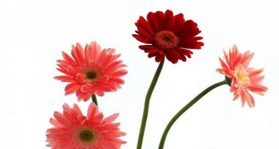 以扶郎花的花语（探索以扶郎花的花语及其象征意义）
