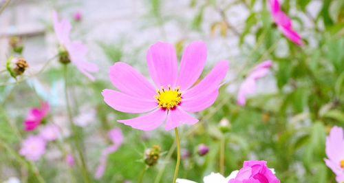 格桑花的花语与寓意（探寻格桑花传达的情感和象征意义）