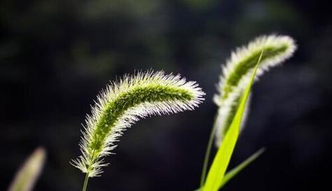 狗尾巴草花语与其美丽的寓意（揭示狗尾巴草的神秘花语和象征意义）