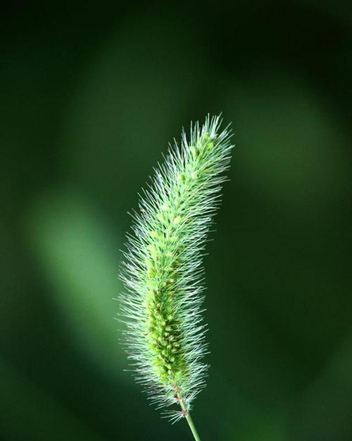 狗尾草的花语与人生启示（探秘狗尾草的花语之美）