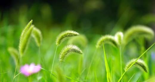 狗尾草的花语与人生启示（探秘狗尾草的花语之美）