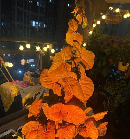 以合果芋的花语——传递幸福和团结（探索以合果芋的花语及其象征意义）
