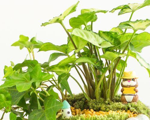 以合果芋的花语——传递幸福和团结（探索以合果芋的花语及其象征意义）