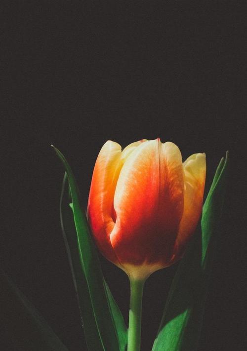 黑色郁金香的花语（探索黑色郁金香的寓意和象征意义）