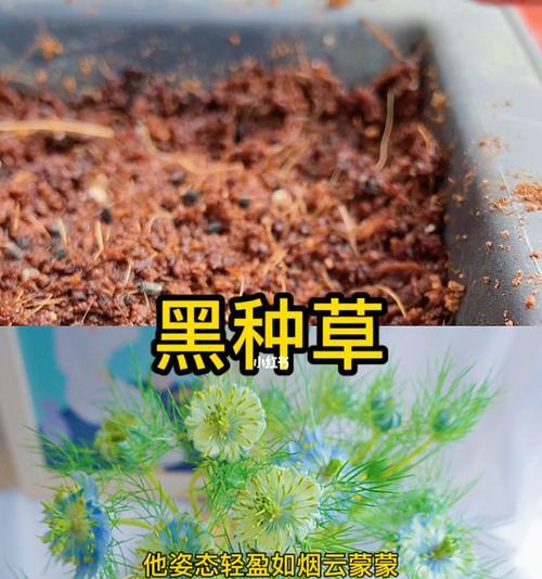 以黑种草的花语与意义（深邃神秘）