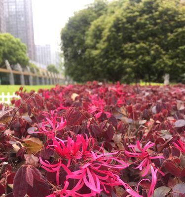 红花继木的寓意（以红花继木）