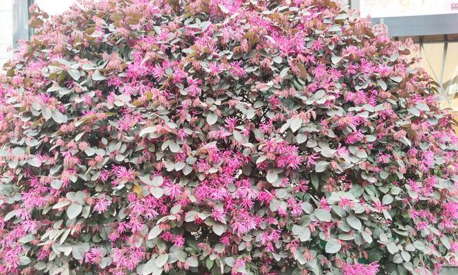 红花继木的寓意（以红花继木）