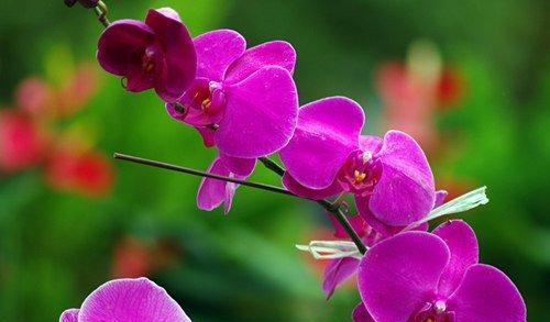 蝴蝶花的花语（蝴蝶花的美丽与神秘）