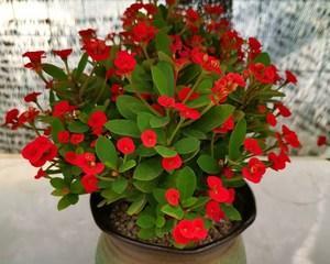 虎刺梅花（探寻虎刺梅花的美与哲学）