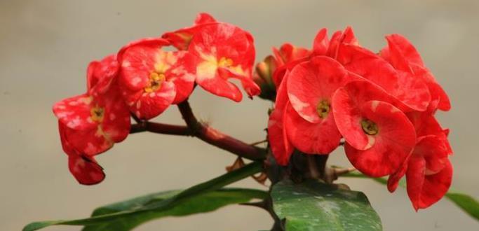 虎刺梅花（探寻虎刺梅花的美与哲学）