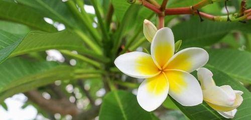 鸡蛋花花语的意义与传承（探索鸡蛋花花语的文化底蕴）