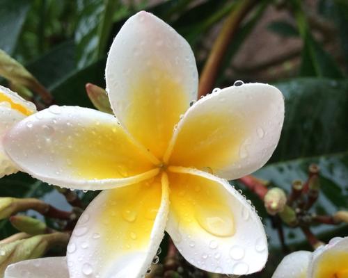 鸡蛋花花语的意义与传承（探索鸡蛋花花语的文化底蕴）