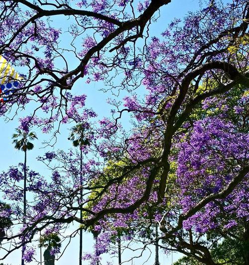 蓝楹花的花语——悠远的思念（蓝楹花的美丽与寓意）