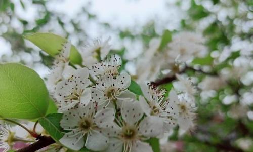 梨花（探究梨花的花语及其象征意义）