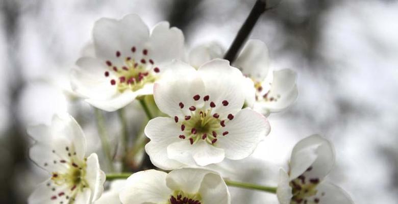 梨花（探究梨花的花语及其象征意义）