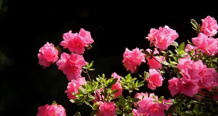 李叶绣线菊花语（美丽绽放）