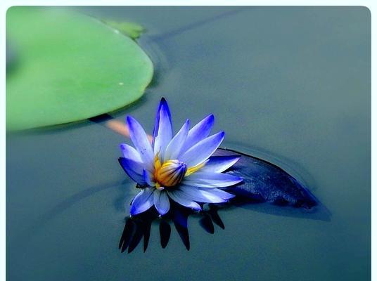 莲花的象征意义与美学价值（深入探索莲花的美丽与哲学）