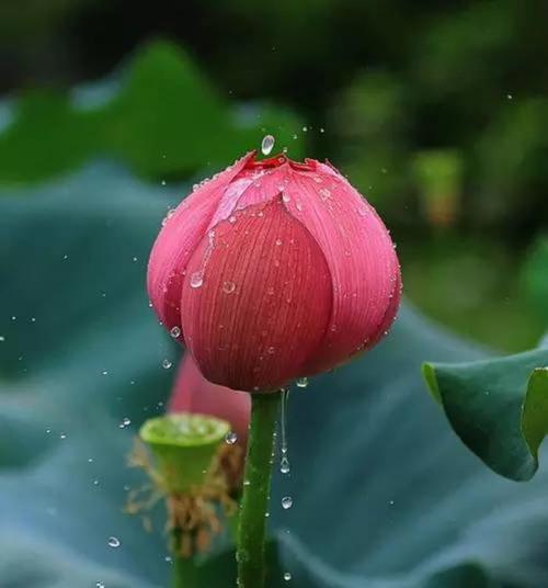 莲花的象征意义与美学价值（深入探索莲花的美丽与哲学）