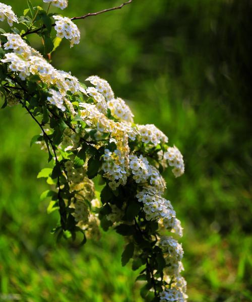 菱叶绣线菊的花语与美丽含义（解读菱叶绣线菊的独特语言）