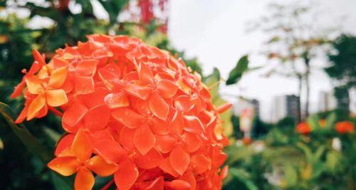 龙船花（探寻龙船花的花语和象征意义）