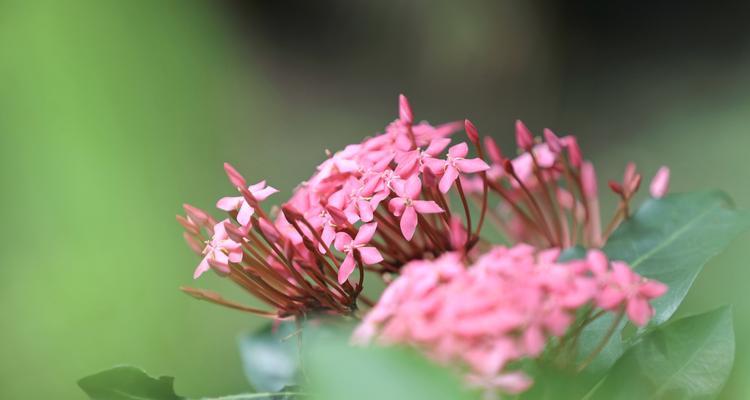 龙船花（探寻龙船花的花语和象征意义）
