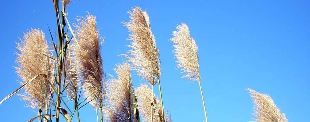 芦苇的花语——坚韧与自由（以芦苇为媒介）
