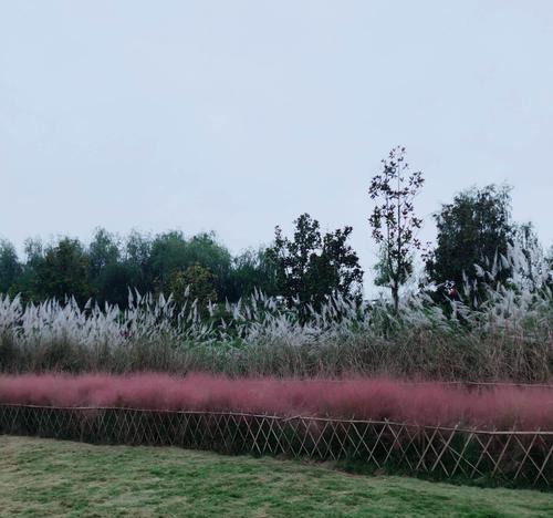 芦苇的花语——坚韧与自由（以芦苇为媒介）