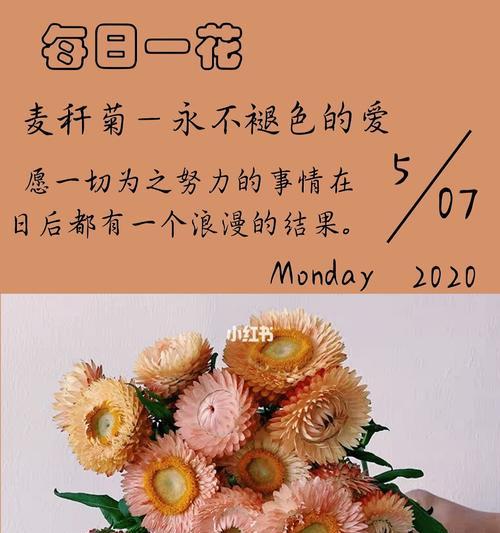麦秆菊的花语与意义（探寻麦秆菊的隐含花语）