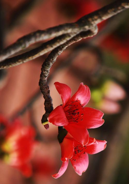 木棉花的寓意与象征（探索木棉花背后的深刻含义）