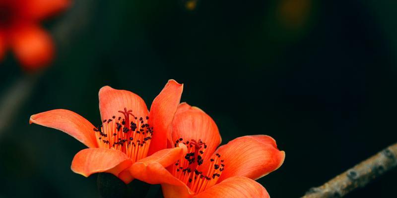 木棉花的寓意与象征（探索木棉花背后的深刻含义）