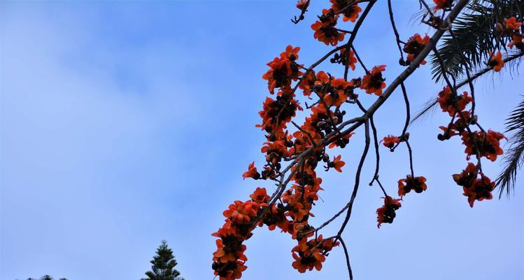 木棉花的寓意与象征（探索木棉花背后的深刻含义）