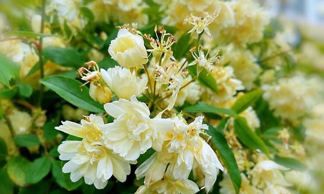木香花的花语（探索木香花的象征意义与传递信息的能力）