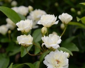 木香花的花语（探索木香花的象征意义与传递信息的能力）