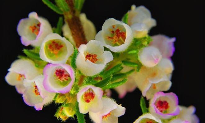 以欧石楠的花语是什么（探索以欧石楠的花语）