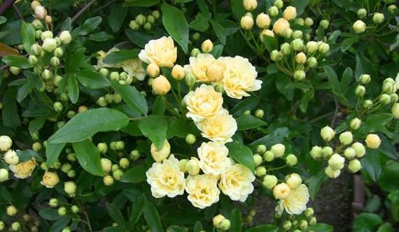 七叶树花花语——传递希望与坚韧（七叶树花开放的含义和象征）
