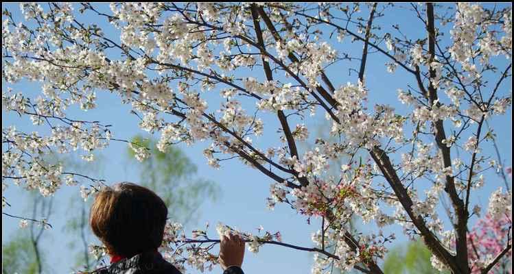 日本早樱花语与寓意的探究（探寻早樱之美）